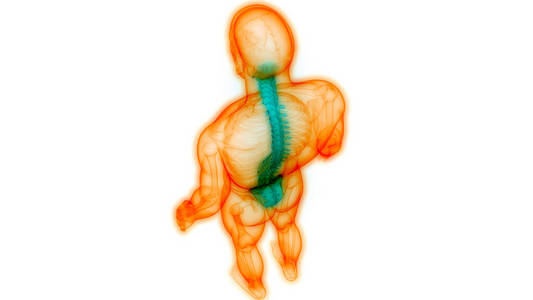 生物学 疗法 伤害 炎症 骨架 解剖学 损伤 软骨 脊骨