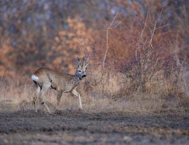 打猎 猎人 游戏 野生动物 罗巴克 盖层 外部 领域 荒野