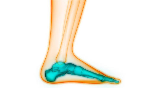 软骨 照顾 生物学 解剖学 科学 健康 骨骼 三维 男人