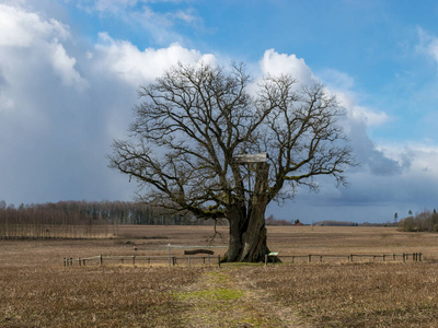 领域 天空 农业 残茬 乡村 国家 风景 橡树 自然