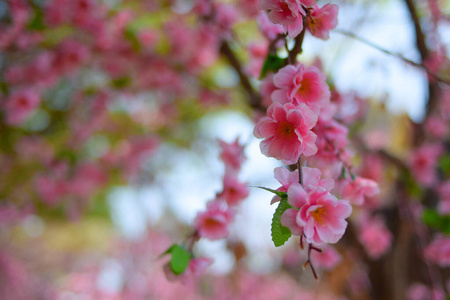 自然 分支 开花 粉红色 美丽的 特写镜头 日本人 日本