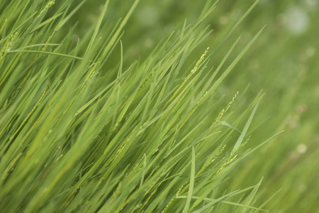 农业 草坪 纹理 春天 领域 夏天 植物 颜色 特写镜头