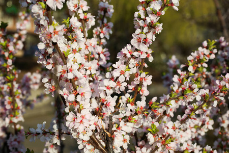 花园 日本 公园 植物区系 花瓣 旅行 墙纸 亚洲 开花