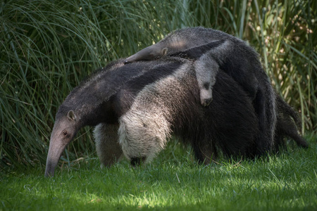 机器人简单的梯度偶像矢量放置叶子偶像放置,漫画方式夏林中空地采用