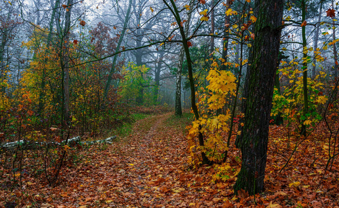 步行 秋天 分支 自然 十月 季节 森林 美丽的 美女 松木