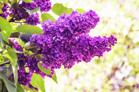 紫色 紫罗兰 花束 分支 墙纸 植物区系 花园 花的 美女