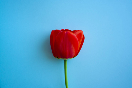 祝贺 母亲 花的 季节 明信片 情人 前进 浪漫的 花束