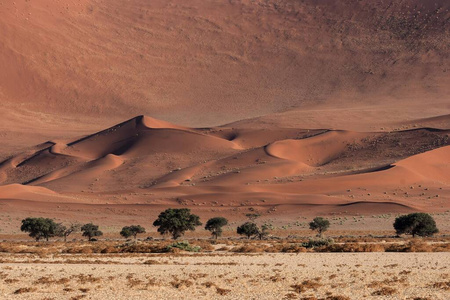 旅行 干旱 阿拉伯树胶 植物 储备 沙丘 贫瘠 植物学 风景