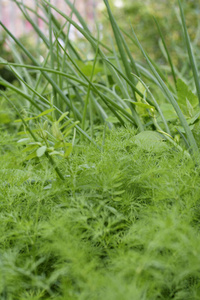 园艺 小茴香 营养 食物 大蒜 植物 夏天 树叶 草本植物