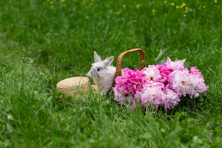 宝贝 野兔 耳朵 可爱极了 传统 自然 领域 复活节 兔子