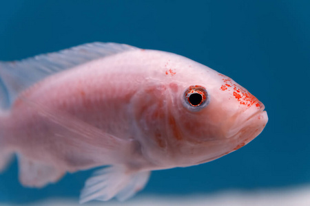 海洋 特写镜头 宠物 鱼缸 透明的 坦克 自然 水族馆 金鱼