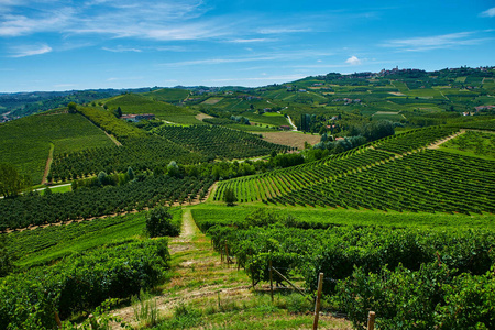 意大利皮埃蒙特省山丘上的葡萄园