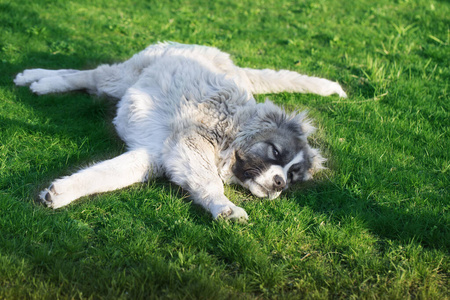 犬科动物 毛茸茸的 哺乳动物 繁殖 血统 白种人 牧羊人