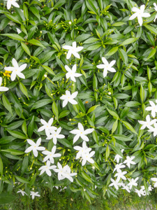 自然 开花 夏天 春天 植物学 特写镜头 花的 纹理 花园