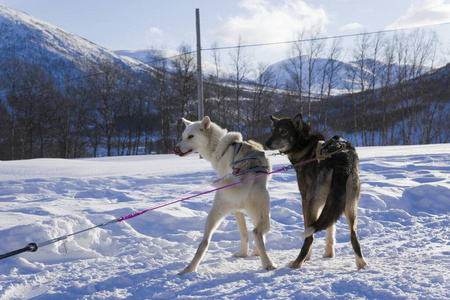 美丽的 马具 行动 雪橇 西伯利亚 阿拉斯加 旅行 冬天