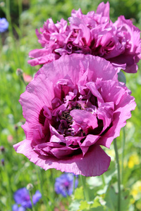 花瓣 美丽的 美女 特写镜头 紫色 盛开 粉红色 颜色 植物学
