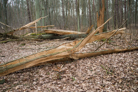 地面 阴影 林地 生态学 外部 破坏 自然 落下 森林 树干