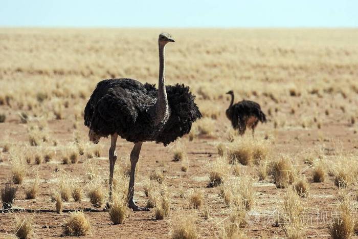 成人 野生动物 鸵鸟 旅行 动物 比率 纳米比亚