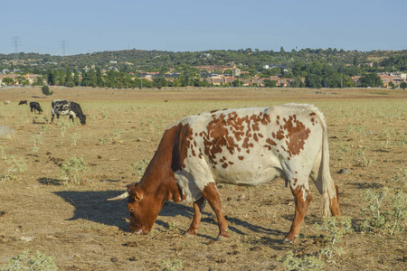 纯种 自然 吃草 动物 经济 牛奶 野生动物 放牧 奶牛