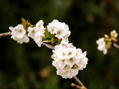 雏菊 园艺 自然 花的 墙纸 樱桃 植物 夏天 花园 风景