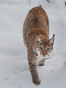 哺乳动物 野猫 食肉动物 猎人 猫科动物 山猫 毛皮 冬天