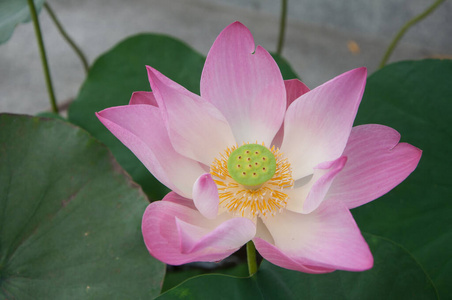 夏天 植物 美女 粉红色 莲花 美丽的 树叶 盛开 花园