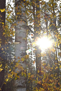美丽的 公园 阳光 纹理 树叶 植物 颜色 美女 秋天 太阳