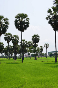 稻谷 树叶 草坪 风景 公园 领域 高尔夫球运动 种植园