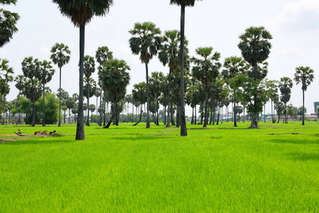 泰国 种植园 亚洲 风景 缅甸 环境 植物 夏天 美丽的