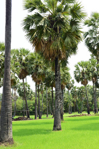 树叶 冒险 分支 新加坡 春天 夏天 风景 在里面 草坪