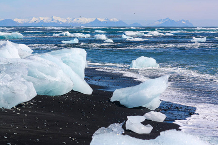 beautiful blue and white  on black volcanic sand on Diamond 