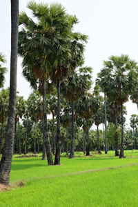 森林 领域 春天 夏天 生长 草坪 木材 棕榈树 树叶 植物