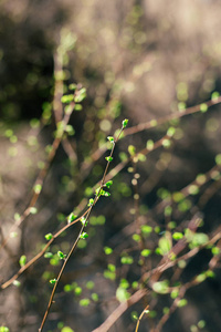 春天 季节 花园 模糊 特写镜头 灌木 植物区系 公园 美丽的