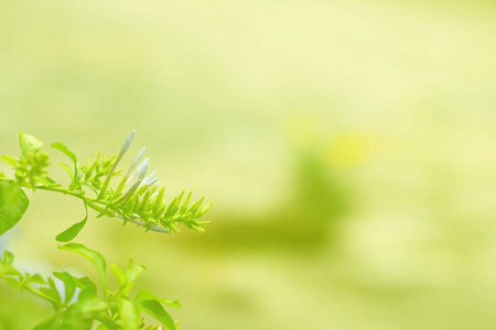 森林 纹理 墙纸 阳光 植物区系 生长 美女 植物学 软的