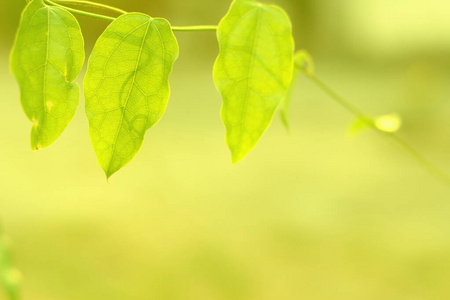 环境 植物学 植物区系 美女 春天 生长 变模糊 森林 自然