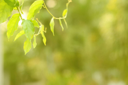 环境 季节 软的 花园 植物区系 植物学 公园 太阳 分支