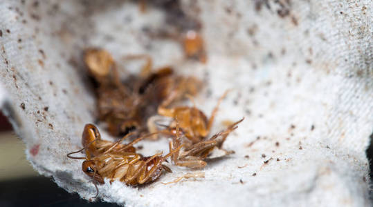 房子 衣柜 生物 水龙头 昆虫 卫生 侵扰 灭虫器 厨房