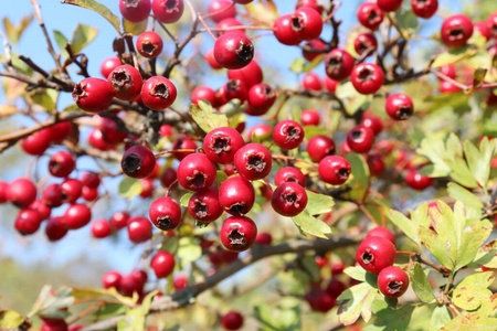 明亮山楂枝上的红浆果和绿叶秋天.山楂为许多鸟类和哺乳动物提供食物.