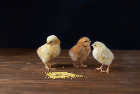 可爱的新生儿鸟字符,滑稽小鸡在蛋壳卡通矢量图黄色小鸡出生刚出生的