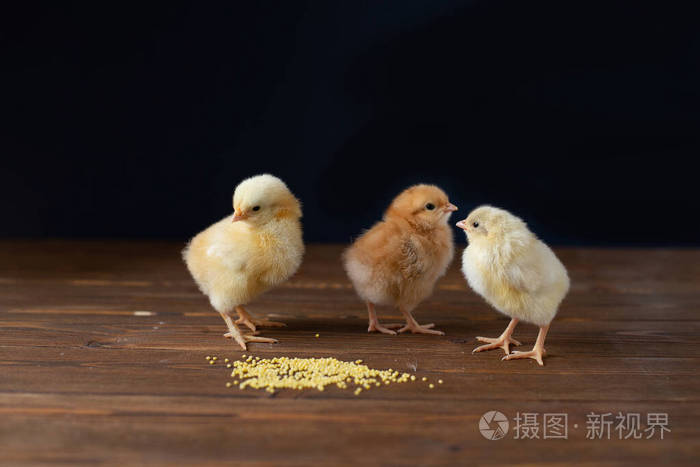 刚出生的小鸡在木桌上啄食谷物深色背景