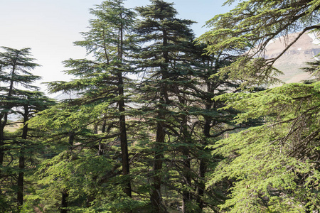神的香柏树黎巴嫩雪松 森林 黎巴嫩 雪松 雪松林照片
