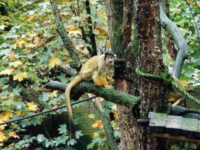 动物群 头发 雨林 哺乳动物 南方 美国 森林 自然 可爱极了