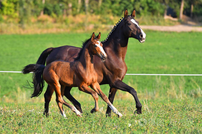 马术 可爱的 兽群 小马 种马 外部 美丽的 小孩 运动