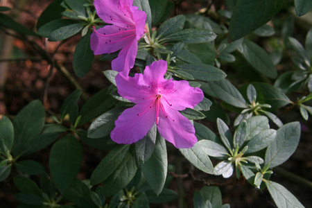 生态学 花瓣 紫色 自然 夏天 植物区系 植物 花园 美女