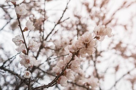 春天树枝上开着白花。选择性聚焦。阳光。