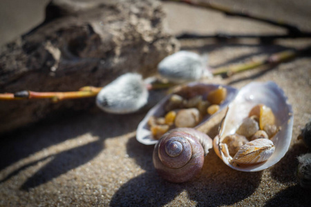 假期 石头 艺术 海的 软体动物 太阳 海螺 自然 海洋