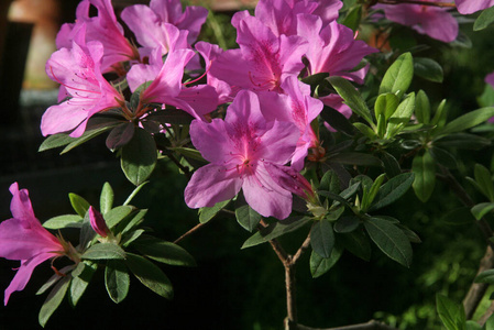 自然 植物区系 美丽的 植物学 杜鹃花 紫色 开花 公园