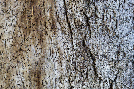 植物 森林 木材 覆盖 古老的 自然 特写镜头 树皮 纹理