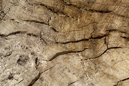 植物 覆盖 木材 材料 森林 纹理 树干 特写镜头 古老的