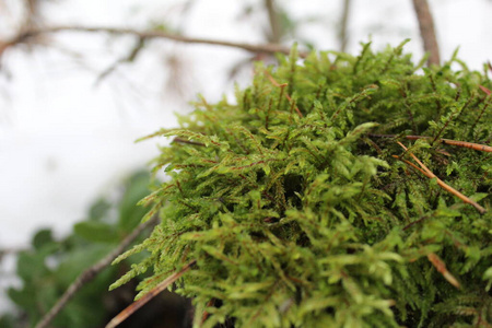 苔藓 自然 植物 树桩 冬天 美丽的 成长 森林 生长